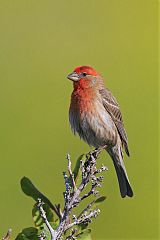 House Finch